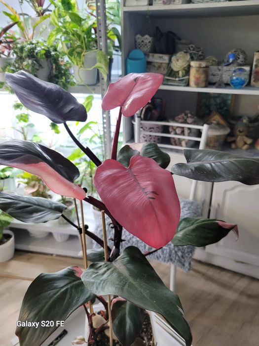 Филодендрон Pink Prinсesss