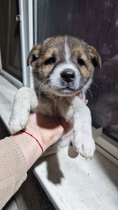 Отдам щенят бесплатно