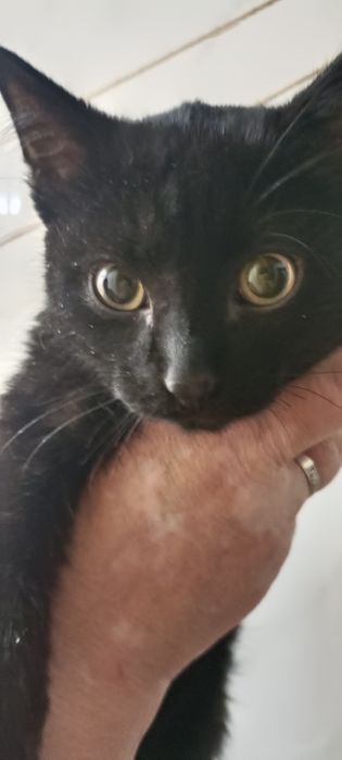 Кошечка ищет дом