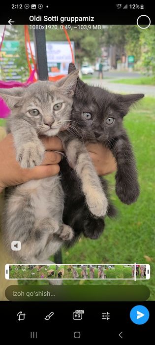 100 mingdan mushukchalar