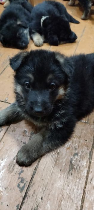 Щенята немецкой овчарки