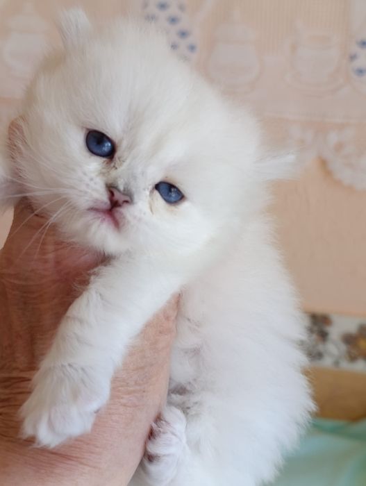 British Longhair  fetite.