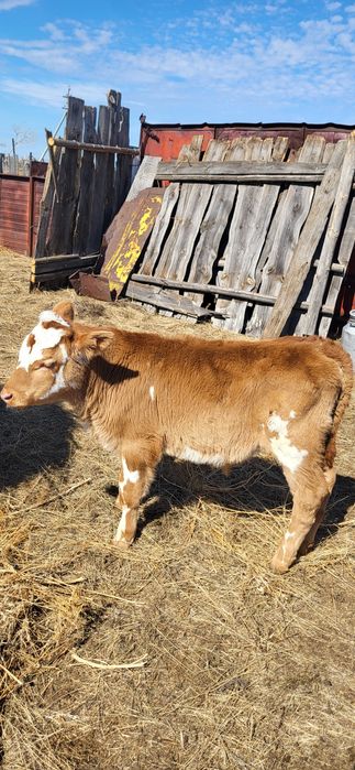 Продам телёнка [бычок]