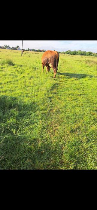 Vand vaca metis Afăta