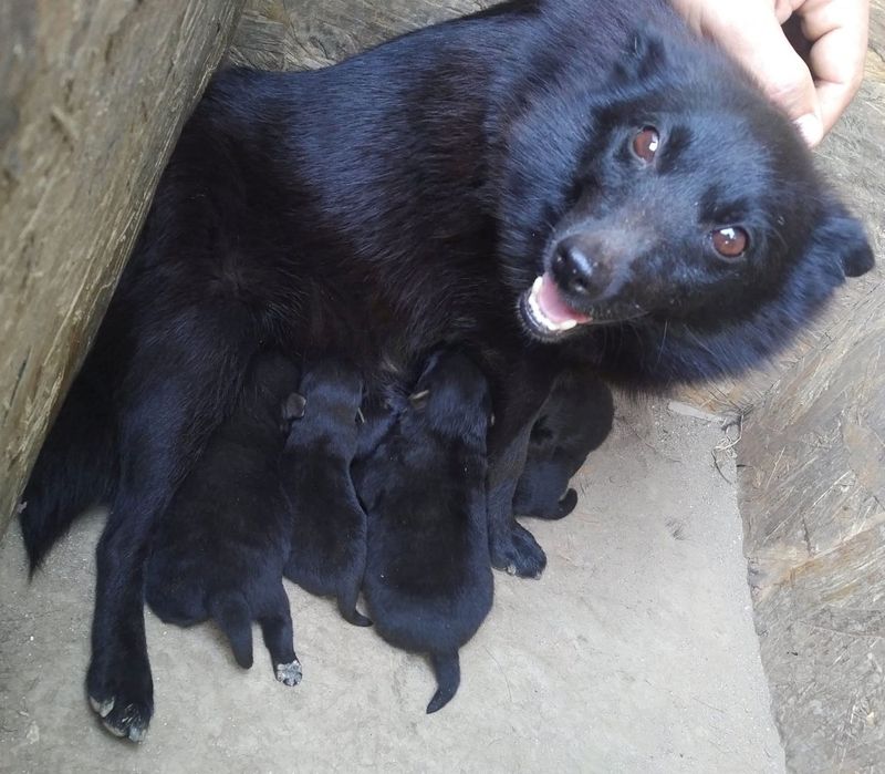 Donez băiețel ciobănesc  german