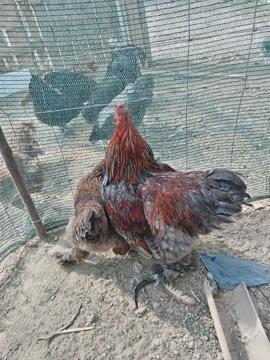 Vând 2 găini și un cocos Brahma