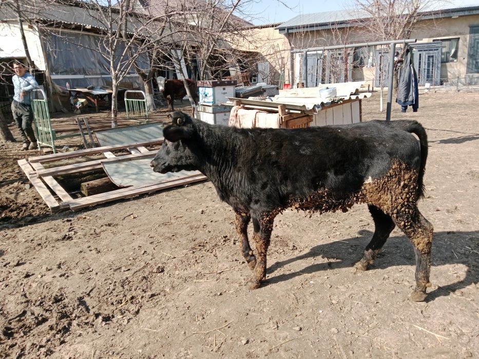 Бузау токал ургашы ангус