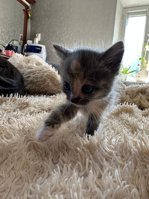 Котята в самые добрые руки.