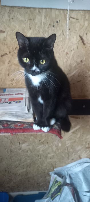 Котенок (кошечка)  ищет дом