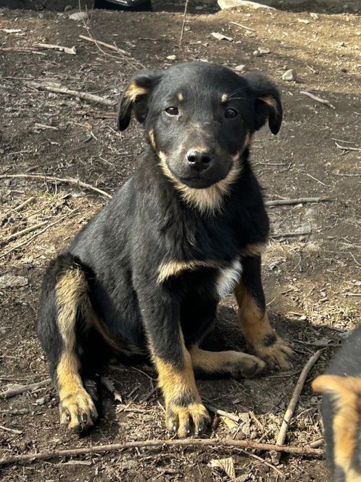 Отдам щенят в добрые руки