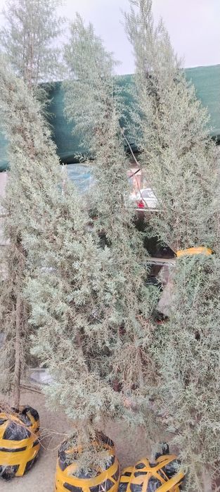 Арчалар сотилади