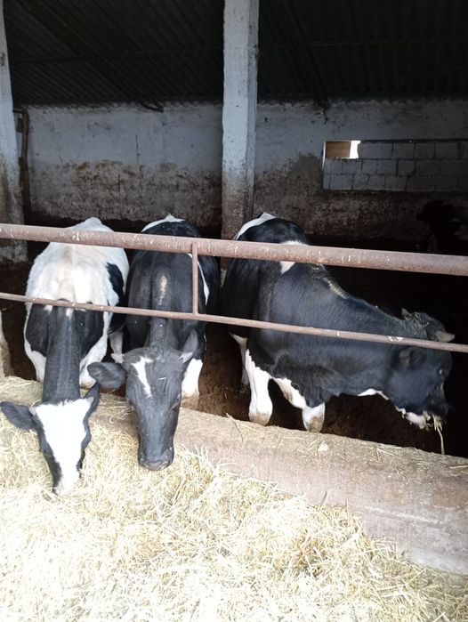 Tauri,Vitele si tauras de vanzare