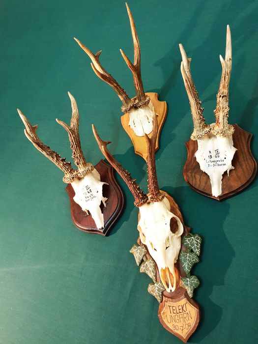 Set de patru panoplii cu trofee de caprior ( cerb,lopatar,mistret )_42
