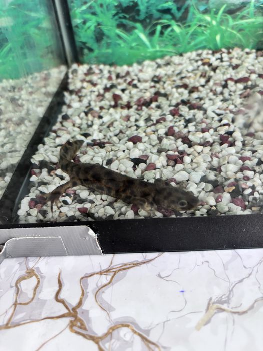 Продам аквариум с рыбками