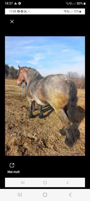 Iapă de vînzare de 7 ani