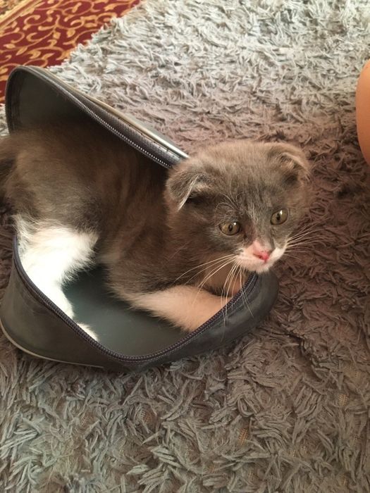 Срочно продаю котенка вислоухий