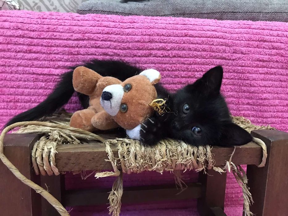 Подарявам малко мъжко коте с изградени навици