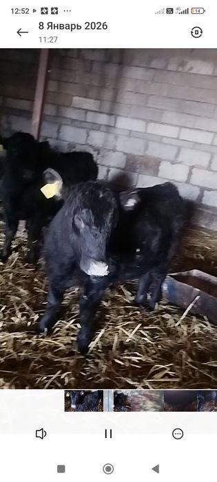 Продам тёлок Абердин Ангусы годовалые