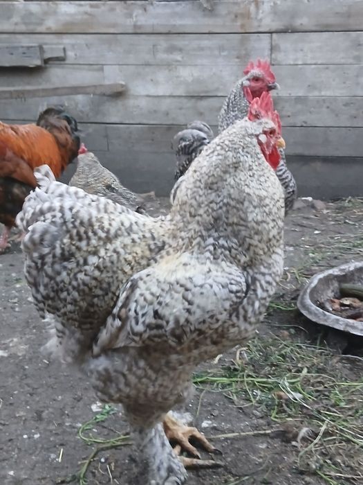 Продам цыплят возраст 3недели.