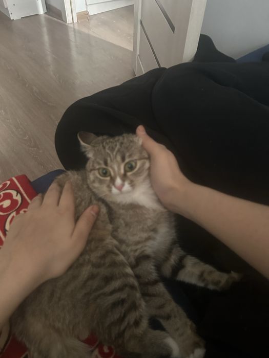 Кошка,отдам в хорошие руки