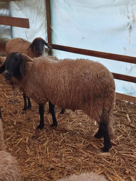 Berbeci de vânzare.