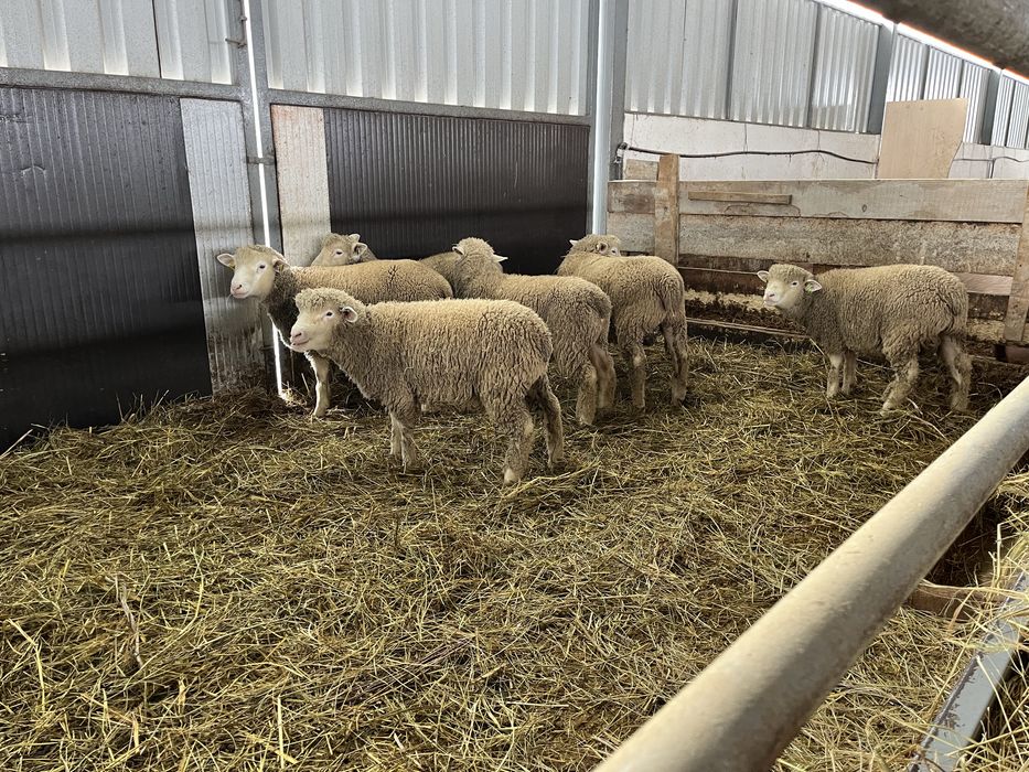 Berbeci rasă de carne île de france