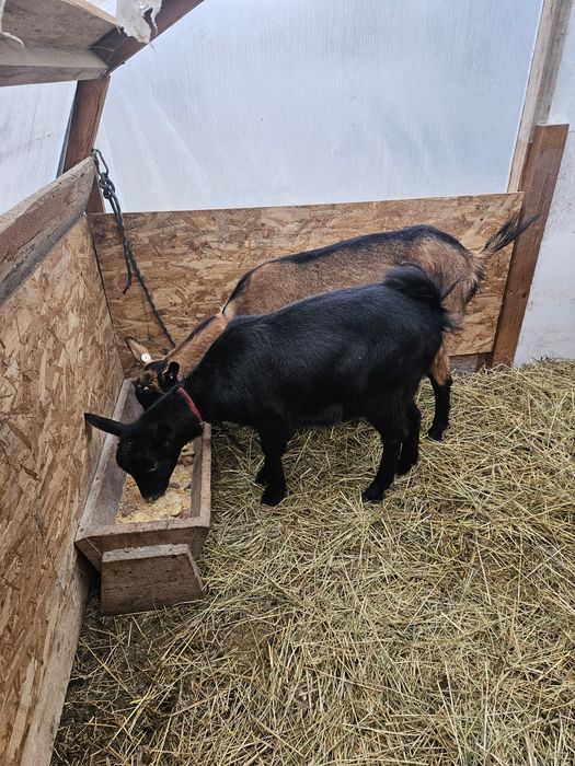 Vand capra metis de alpina franceză