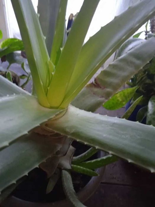 Эуфорбия молочай продам.