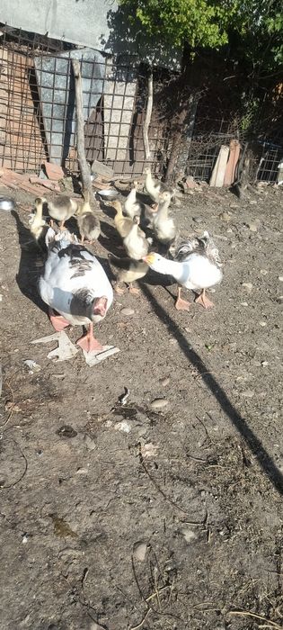Vând 9 boboci românești au 2 săptămâni separat sau cu gâscă și gascanu  60 bucata  150 părinți
