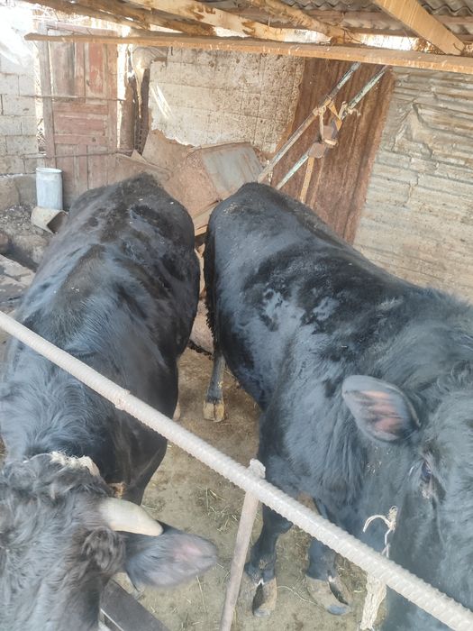 Продаются бычки ангус