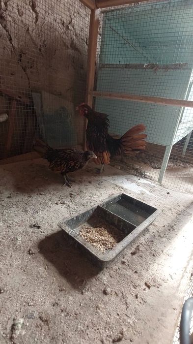 Zalatoy sbrayt jo'jalari 1+1 sotiladi