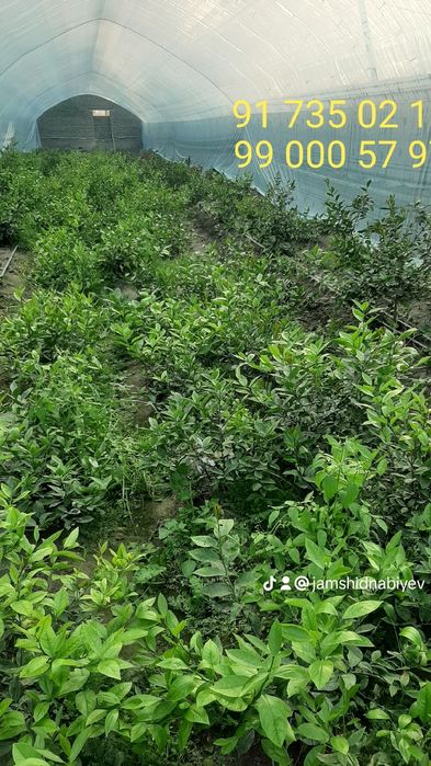 Limon ko'chatlar sotiladi