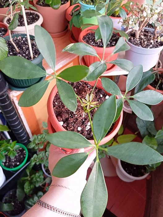 Продам цветы комнатные