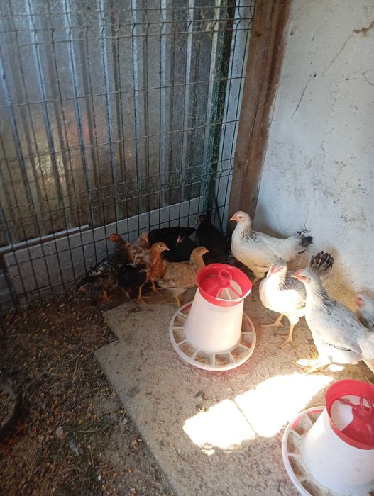 10 pui de 2 luni (Marans metis)