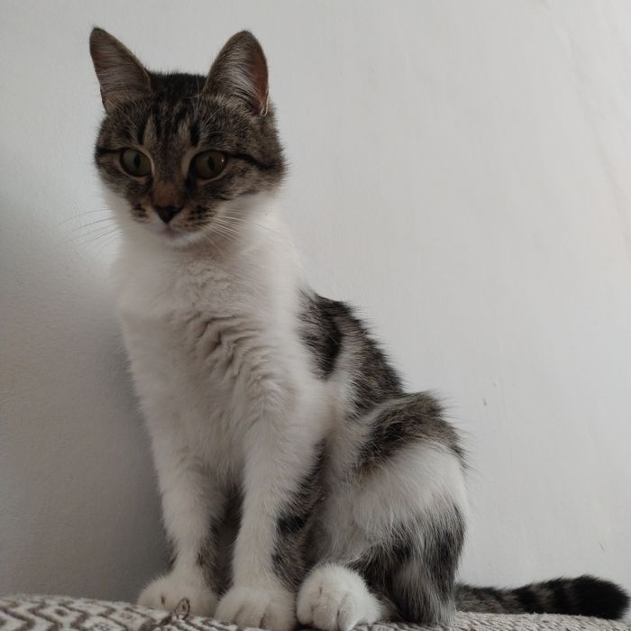 Котёнок девочка 6 месяцев