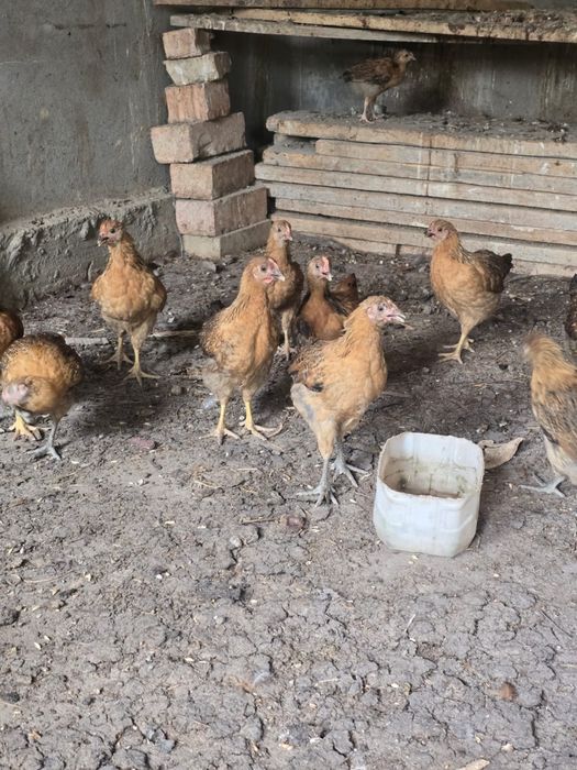 Кучин балапандар