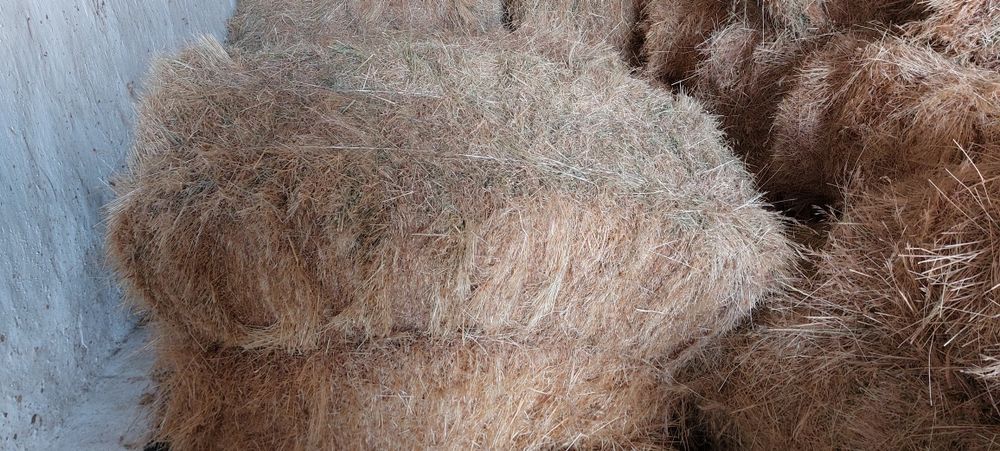 Сено ссссссссссссс