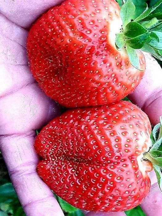 Целогодишен разсад малини И ягоди