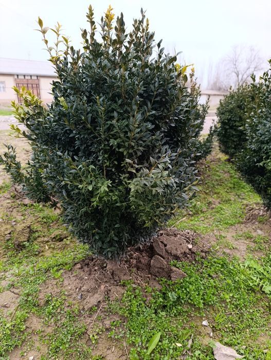 Шамшод кўчатлари