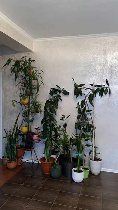 много Цветов срочно продам