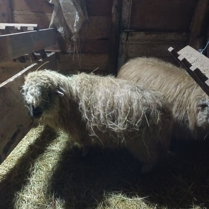 Vând patru oi bune de ținut