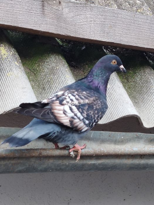 Porumbei colorati toy stencil frill stencil