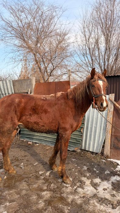 Продаётся 3-летний жеребец