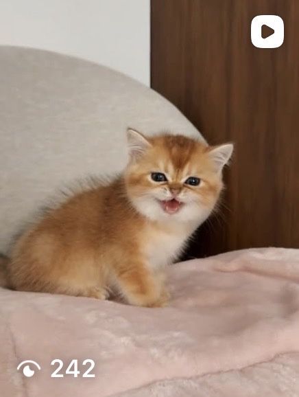 Золотые котята шиншилята