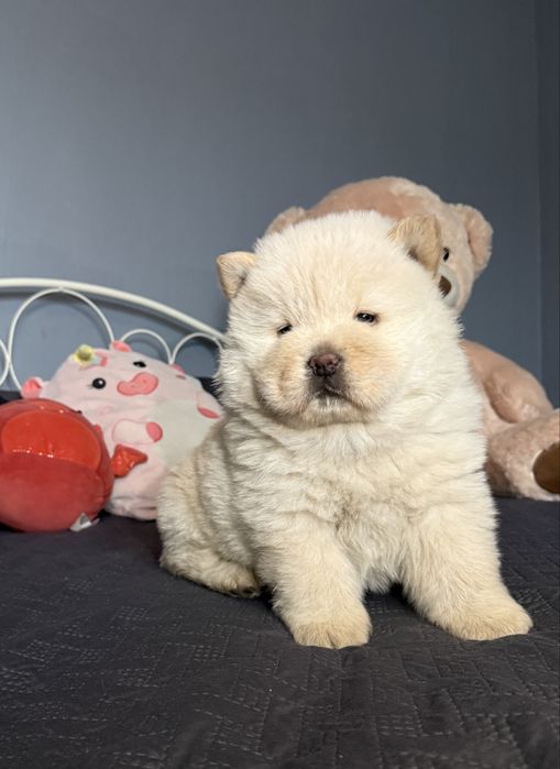 Chow chow fetiță adorabila