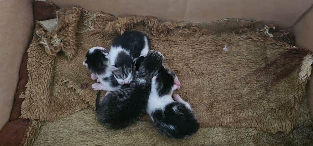 Кошка, которой нужен дом