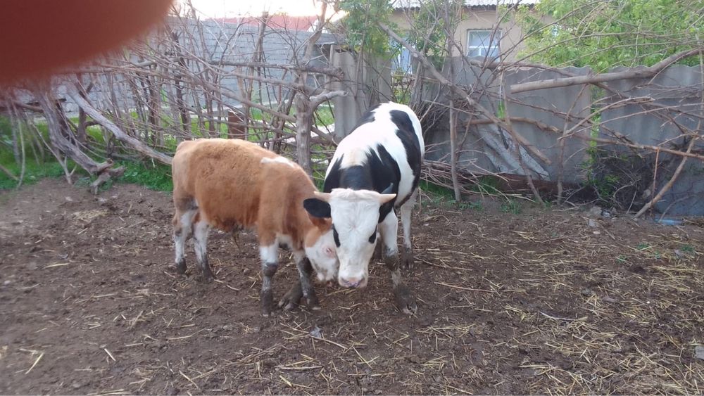 Продам бычка …..