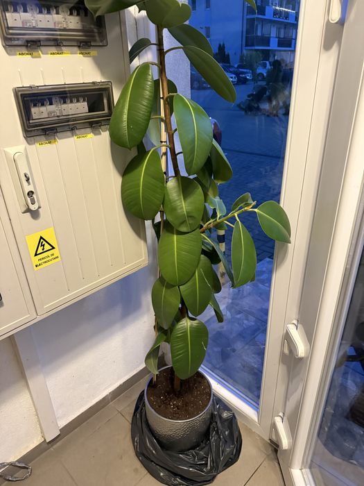 Planta ficus elastica