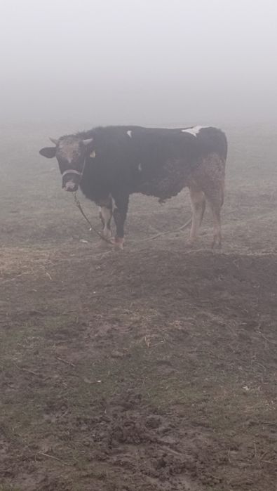 Бука 1.6жасар сатылады