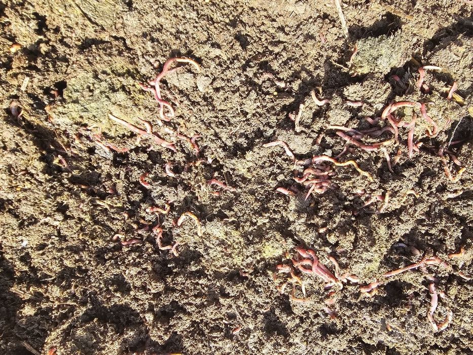 Biogomus va Kaliforniya yomgʻir chuvalchangi sotiladi